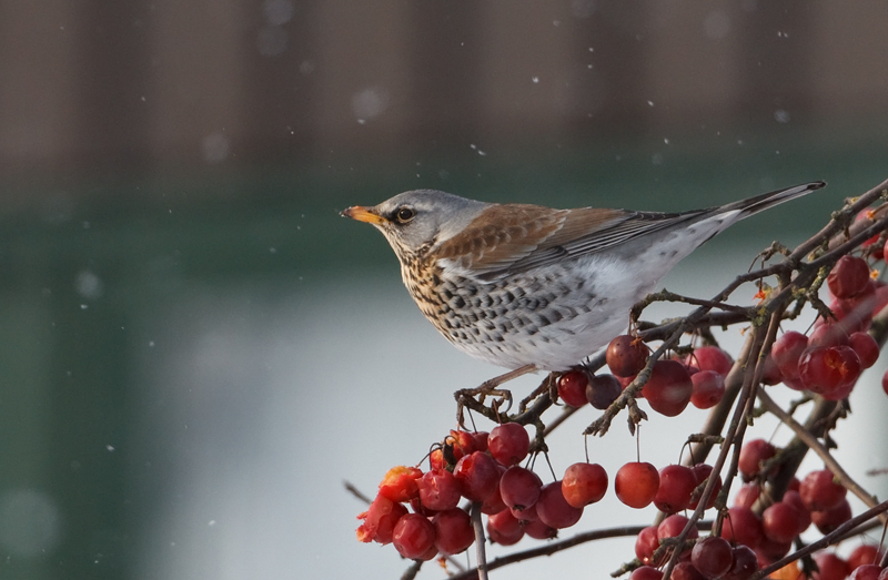 Turdus pilaris Kramsvogel Fieldfare